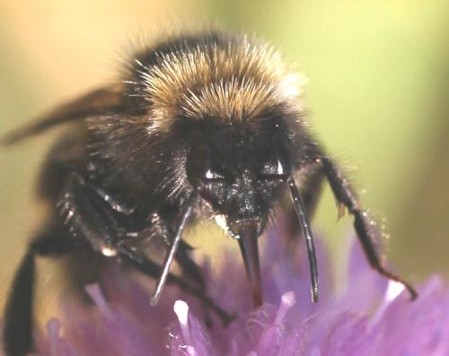 Bombus barbutellus